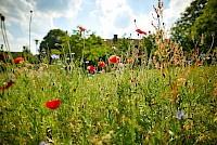 Natur im Münsterland